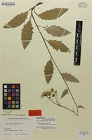 Isolectotype of Hieracium vulgatum var. calvipedunculatum Zahn [family ASTERACEAE]