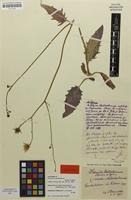 Lectotype of Hieracium wallrothianum Bornm. & Zahn [family ASTERACEAE]