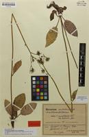 Isolectotype of Hieracium maculatum var. latifolium Schack & Zahn [family ASTERACEAE]