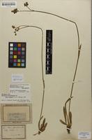 Syntype of Hieracium florentinum subsp. insigne Nägeli & Peter [family ASTERACEAE]