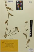 Type of Hieracium carpathicum subsp. megaphoroides Notø [family ASTERACEAE]
