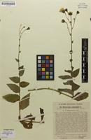 Isotype of Hieracium sabaudum subsp. roemerianum Zahn [family ASTERACEAE]