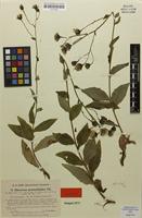 Isotype of Hieracium prenanthoides subsp. spennerianum Zahn [family ASTERACEAE]