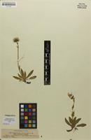 Syntype of Hieracium villosiceps Nägeli & Peter; nom. illeg. [family ASTERACEAE]