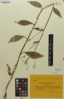 Type of Hieracium subramosum subsp. prodigum Notø [family ASTERACEAE]