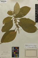 Filed as Solanum mauritianum Scop. [family SOLANACEAE]