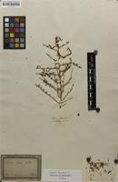 Filed as Lycium horridum Thunb. [family SOLANACEAE]