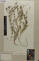 Filed as Myriophyllum alterniflorum DC. [family HALORAGACEAE]