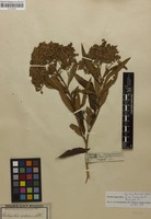 Filed as Buddleja saligna Willd. [family BUDDLEJACEAE]