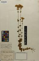 Syntype of Sebaea multinodis N.E.Br. [family GENTIANACEAE]