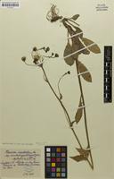 Isolectotype of Hieracium maculatum subsp. sciadophyes Schack & Zahn [family ASTERACEAE]