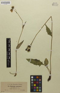 Isotype of Hieracium diaphanoides subsp. trilacerum Zahn [family ASTERACEAE]