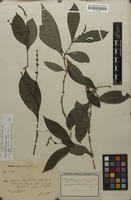 Isotype of Odontonema brevipes Urb. [family ACANTHACEAE]