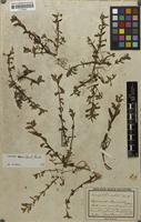 Filed as Limnophila repens (Benth.) Benth. [family SCROPHULARIACEAE]