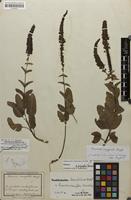 Original material of Veronica crassifolia Wierzb. ex Heuff. [family SCROPHULARIACEAE]