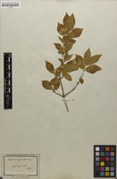 Syntype of Lonicera chrysantha Turcz. ex Ledeb. [family CAPRIFOLIACEAE]
