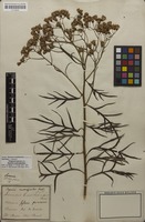 Isotype of Senecio brasiliensis Mart. ex Baker; nom. illeg. [family ASTERACEAE]