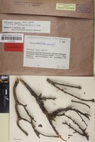 Paratype of Melanelia poeltii Essl. [family PARMELIACEAE]