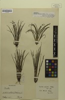 Type of Isoetes clavata U.Weber [family ISOETACEAE]