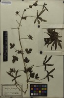 Filed as Hibiscus surattensis L. [family MALVACEAE]