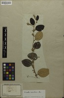 Filed as Ziziphus mauritiana Lam. [family RHAMNACEAE]