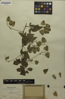 Syntype of Serjania confertiflora var. dasycephala Radlk. [family SAPINDACEAE]