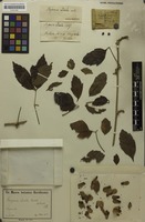 Syntype of Serjania adusta Radlk. [family SAPINDACEAE]