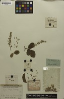 Isosyntype of Serjania longipes Radlk. [family SAPINDACEAE]