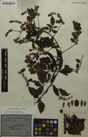 Syntype of Serjania fuscifolia Radlk. [family SAPINDACEAE]