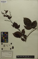 Isosyntype of Serjania piscatoria Radlk. [family SAPINDACEAE]