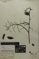 Syntype of Serjania oblongifolia Radlk. [family SAPINDACEAE]