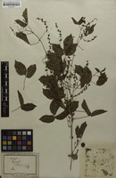 Syntype of Serjania tenuis Radlk. [family SAPINDACEAE]