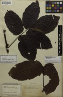 Syntype of Paullinia sorbilis Mart. [family SAPINDACEAE]