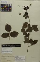 Syntype of Paullinia urvilleoides Radlk. [family SAPINDACEAE]