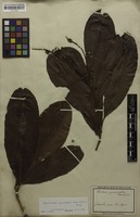 Original material of Godoya gemmiflora Mart. [family OCHNACEAE]