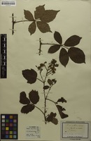 Type? of Rubus nitidus Weihe & Nees [family ROSACEAE]