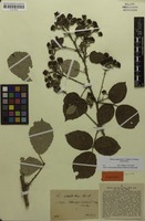 Syntype of Rubus conspicuus Wirtg. [family ROSACEAE]