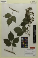 Holotype of Rubus meierottii H.E.Weber [family ROSACEAE]