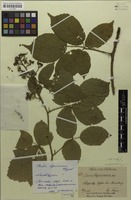 Lectotype of Rubus ligniciensis Figert [family ROSACEAE]