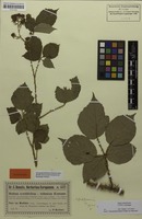 Syntype of Rubus infestiformis Sudre [family ROSACEAE]