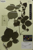 Holotype of Rubus hassicus H.E.Weber [family ROSACEAE]