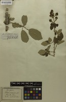 Type? of Rubus crispulus Gand.; nom. nud. [family ROSACEAE]