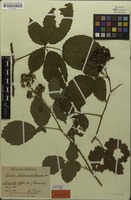 Lectotype of Rubus tabanimontanus Figert [family ROSACEAE]