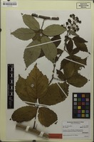 Holotype of Rubus perperus H.E.Weber [family ROSACEAE]