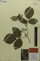Holotype of Rubus occultiglans Meierott [family ROSACEAE]