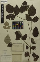 Type? of Rubus niveus Wall. ex G.Don; nom. illeg. [family ROSACEAE]