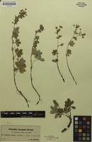 Type of Potentilla isosepala Blocki [family ROSACEAE]