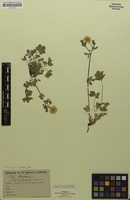 Filed as Potentilla aurea x heptaphylla [family ROSACEAE]
