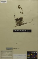 Filed as Alchemilla glaucescens Wallr. [family ROSACEAE]