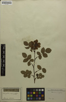 Original material? of Rosa hybrida Schleich. [family ROSACEAE]